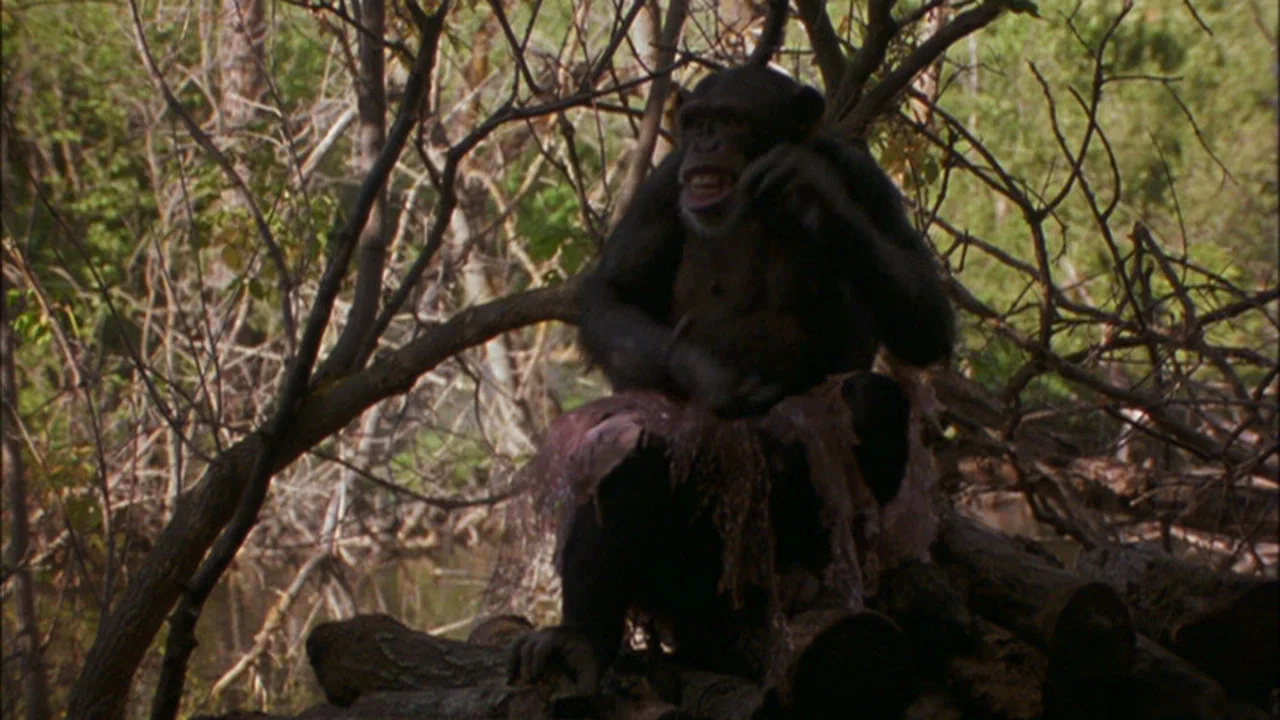 Summer of the Monkeys - 剧照