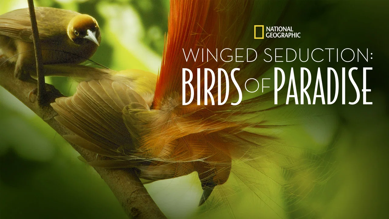 Winged Seduction: Birds of Paradise - 剧照