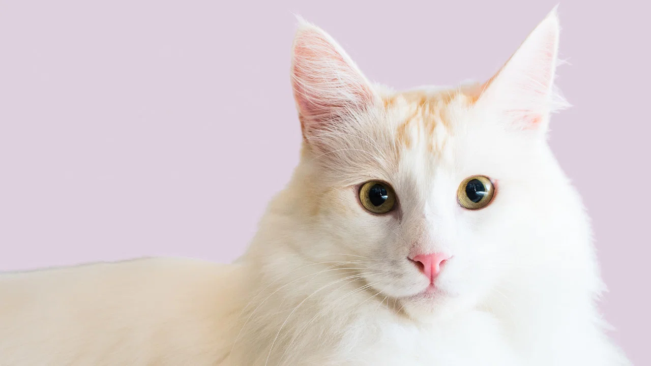Catwalk 2: The Comeback Cats - 剧照