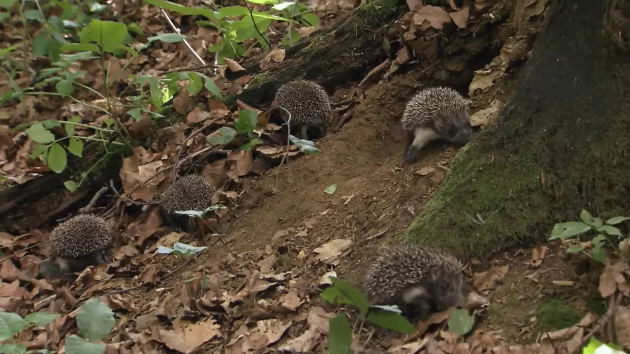 Year of the Hedgehog - 剧照