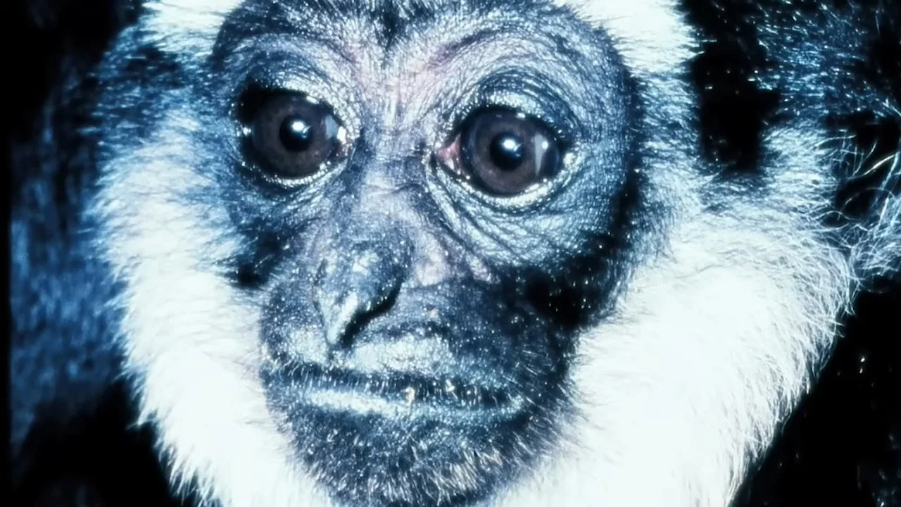 Gibbons: The Forgotten Apes In Peril - 剧照