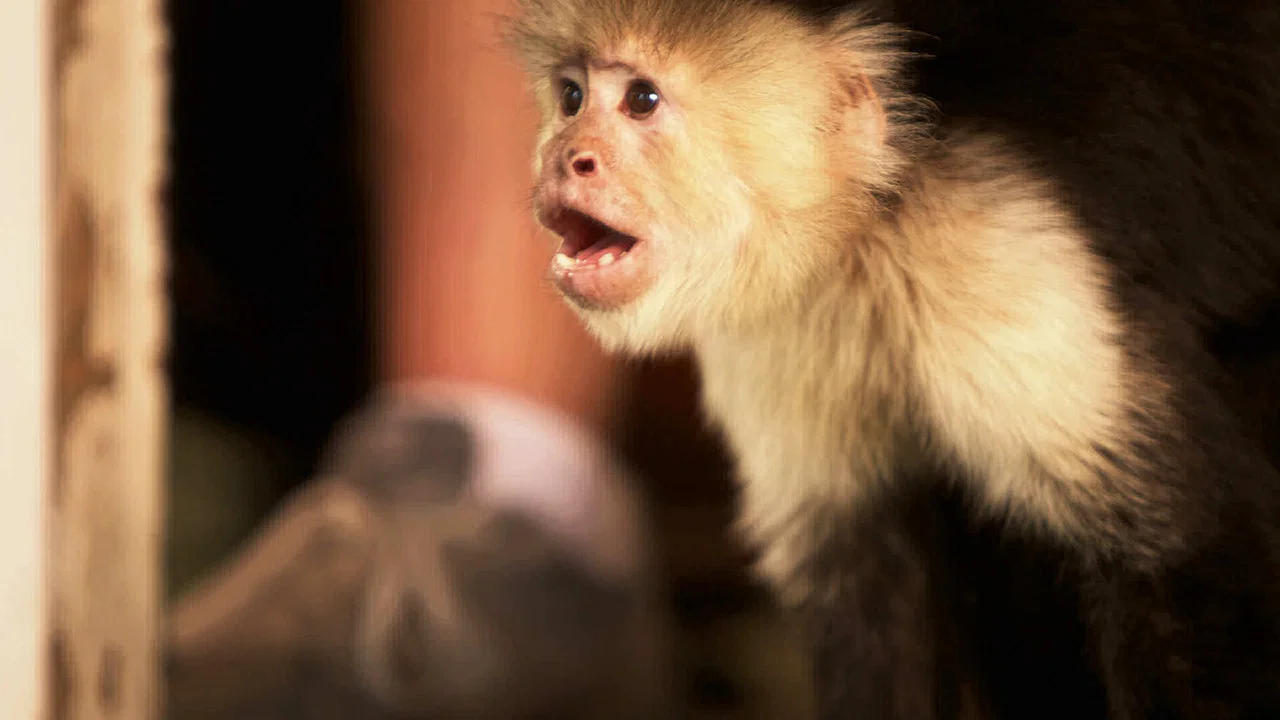 Flying Monkeys - 剧照