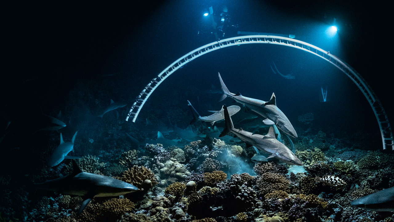 700 requins dans la nuit - 剧照