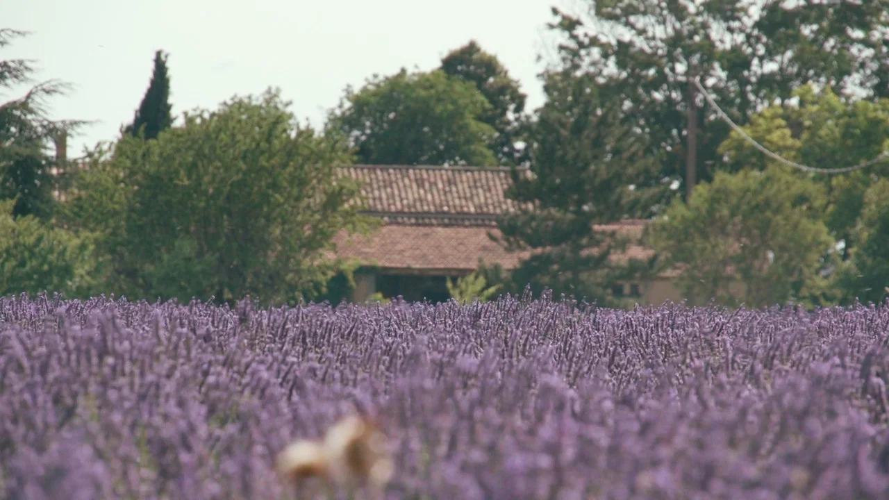 Trois oiseaux bleus - 剧照