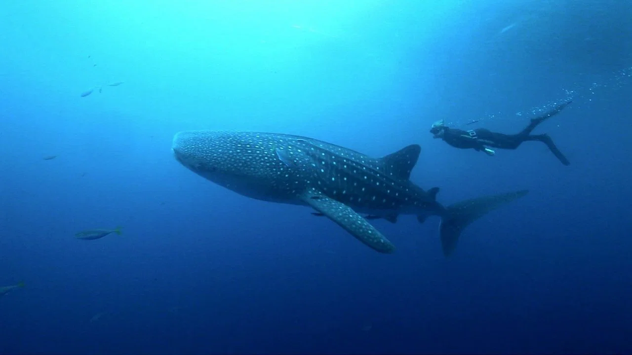 Shark Night - 剧照
