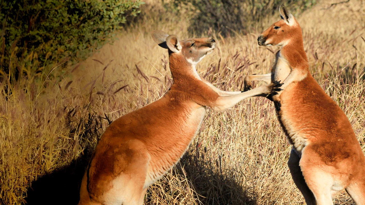 The Kangaroo King - 剧照