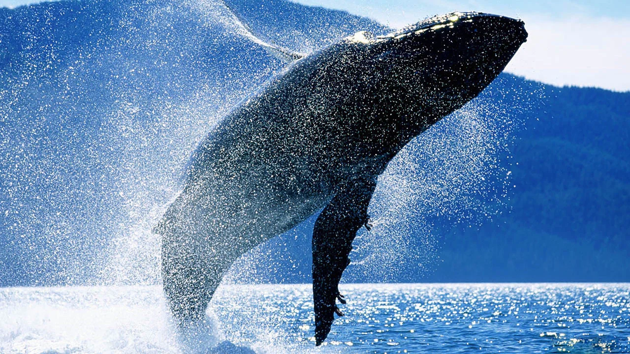 Whales: An Unforgettable Journey - 剧照