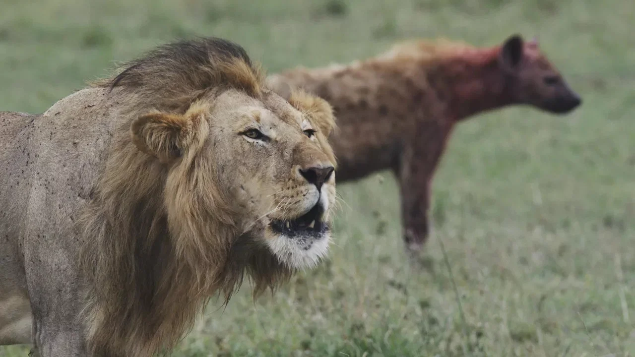 Lions and Hyenas: Owners of Death, Guardians of Life - 剧照