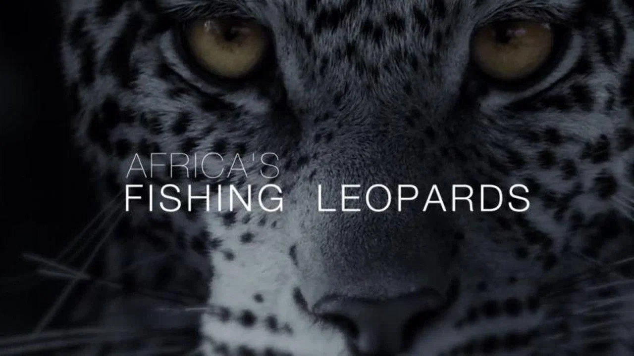 Africa's Fishing Leopards - 剧照