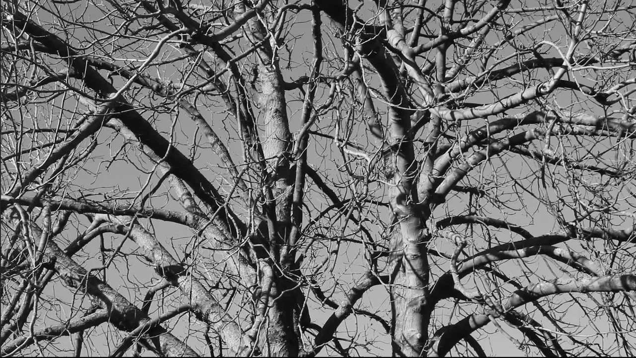 Damned Wood - 剧照