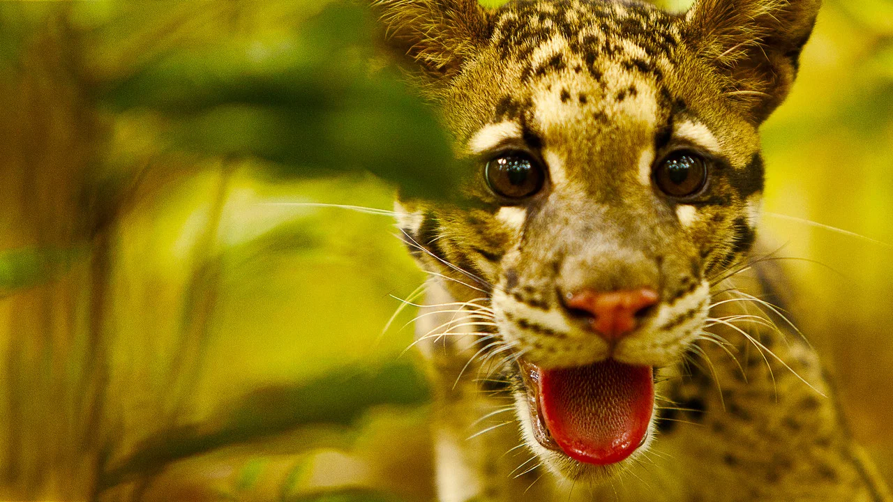 Return of the Clouded Leopards - 剧照