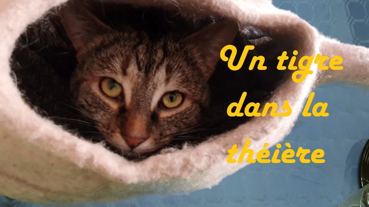 Un tigre dans la th&eacute;i&egrave;re - 剧照