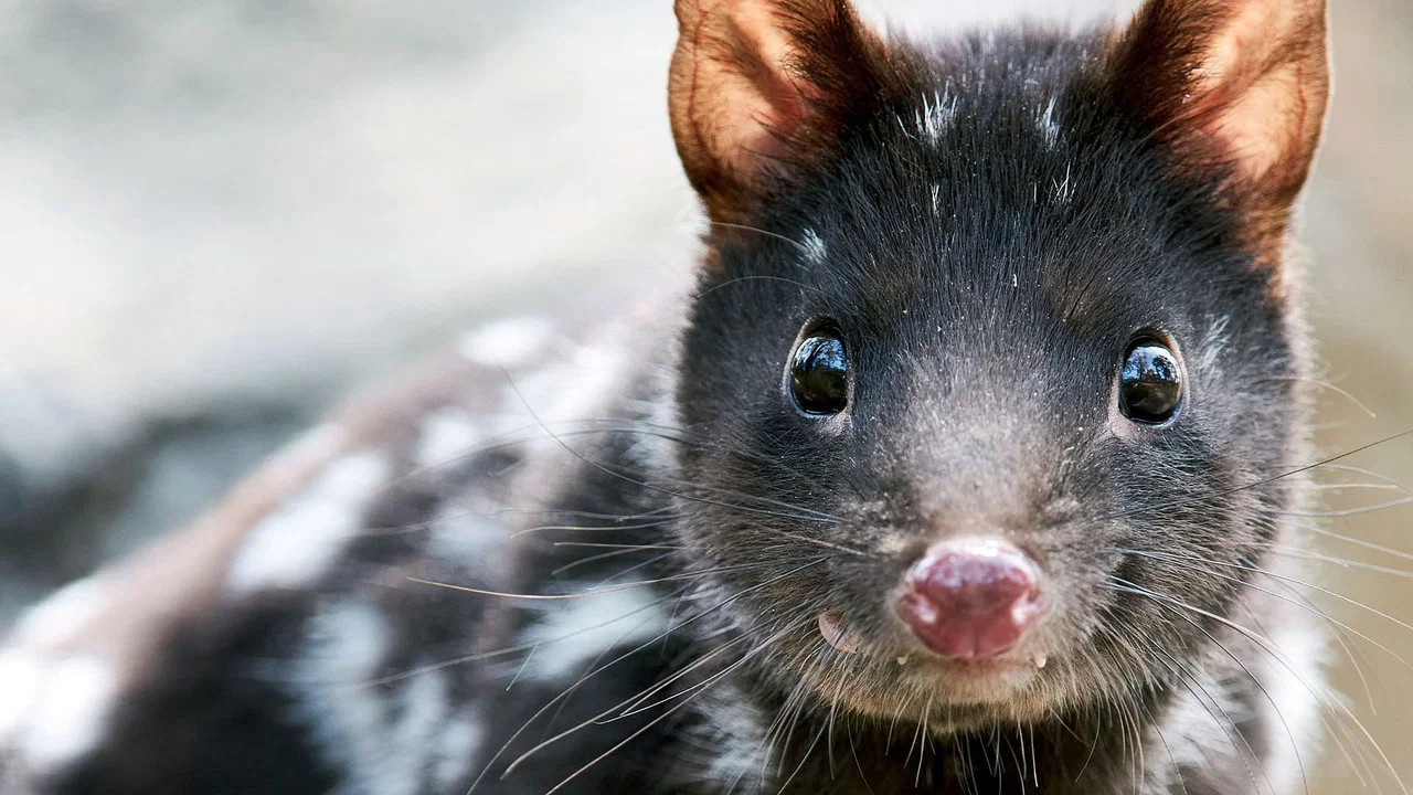 Quoll Farm - 剧照