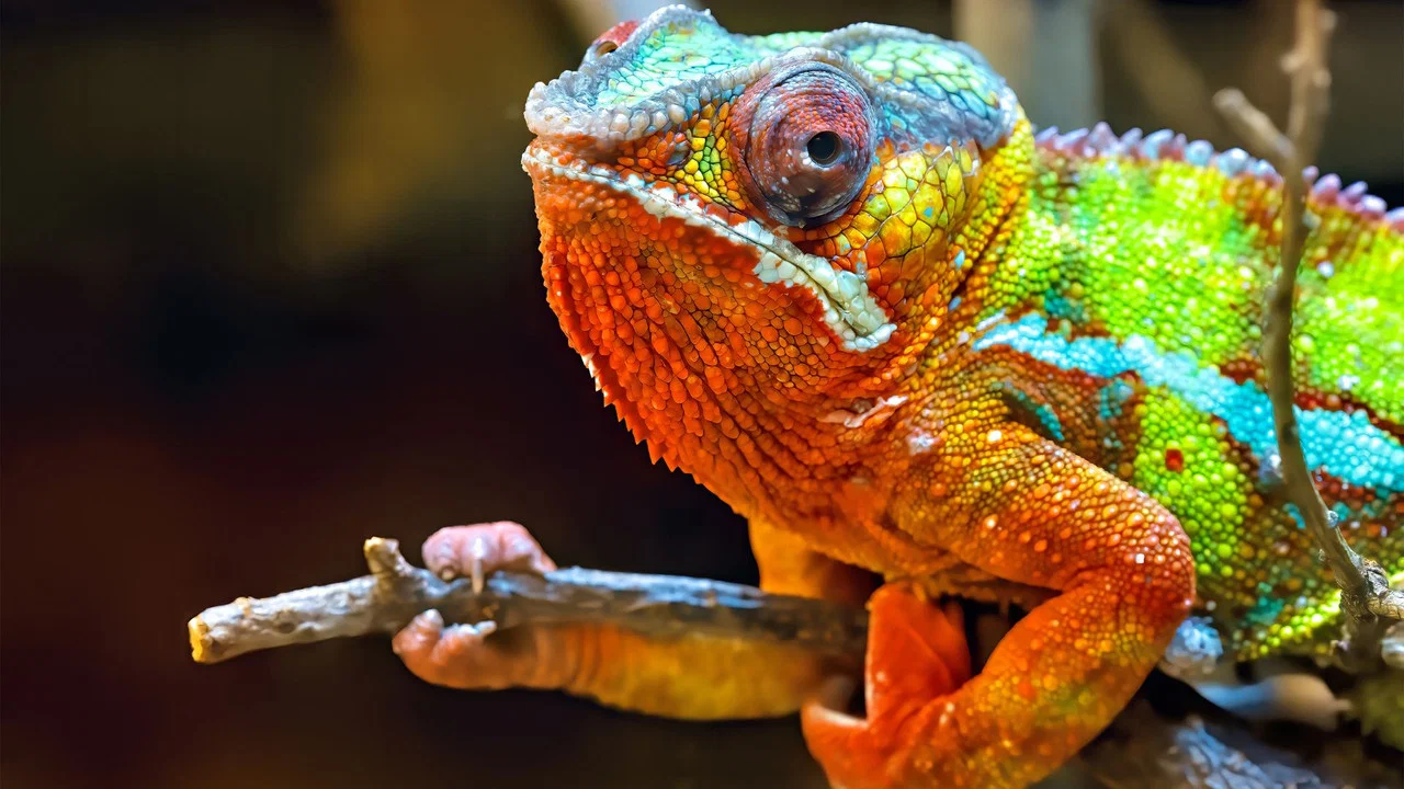 Madagascar, paradis des cam&eacute;l&eacute;ons - 剧照