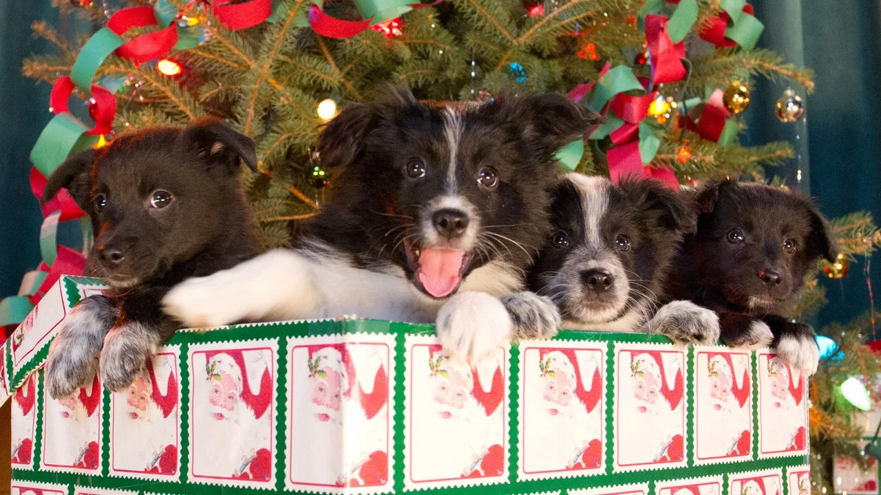 12 Dogs of Christmas: Great Puppy Rescue - 剧照