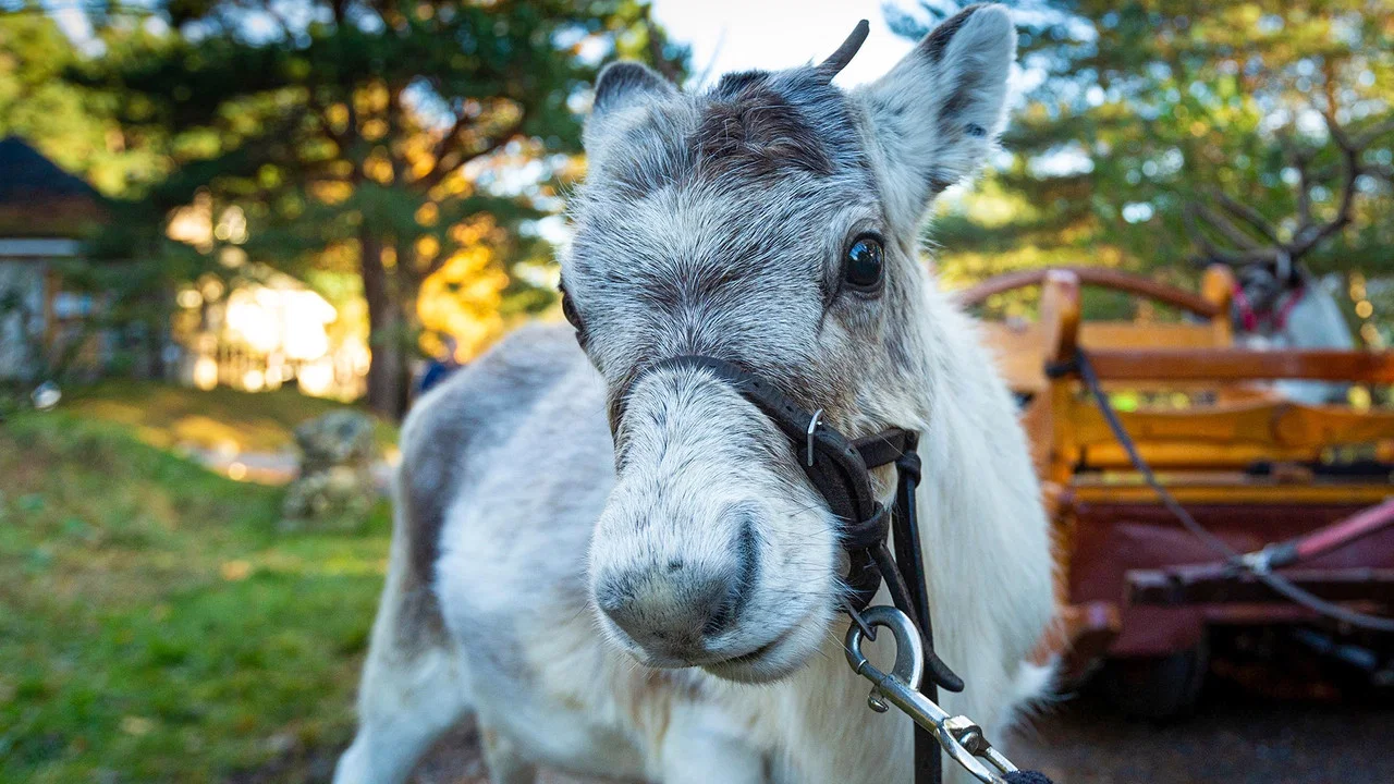 A Baby Reindeer's First Christmas - 剧照