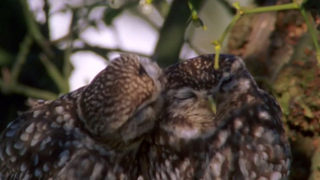 The Owls and the Orchard - 剧照