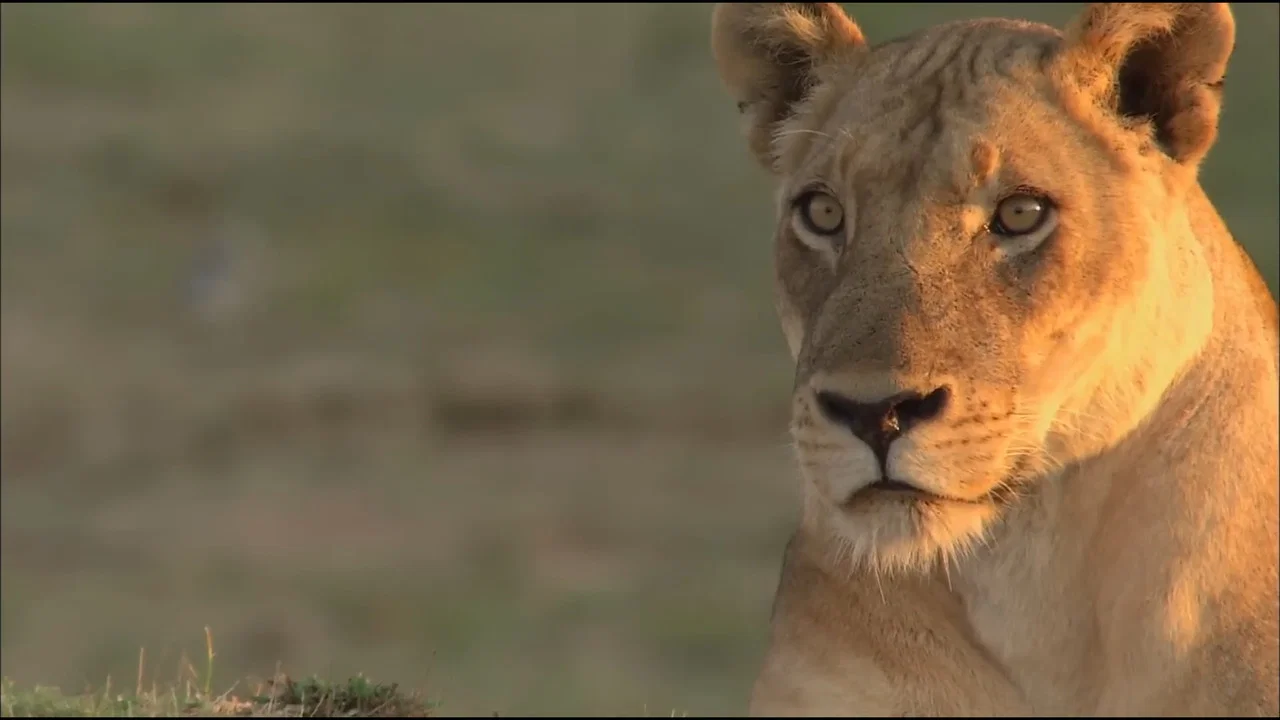 Lions of Crocodile River - 剧照