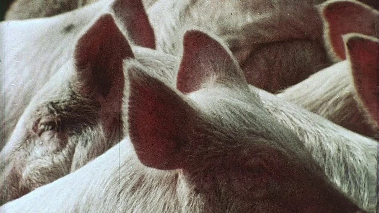 Pigs! - 剧照