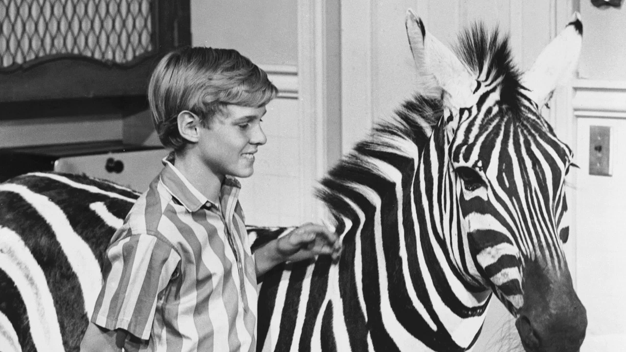 Zebra in the Kitchen - 剧照