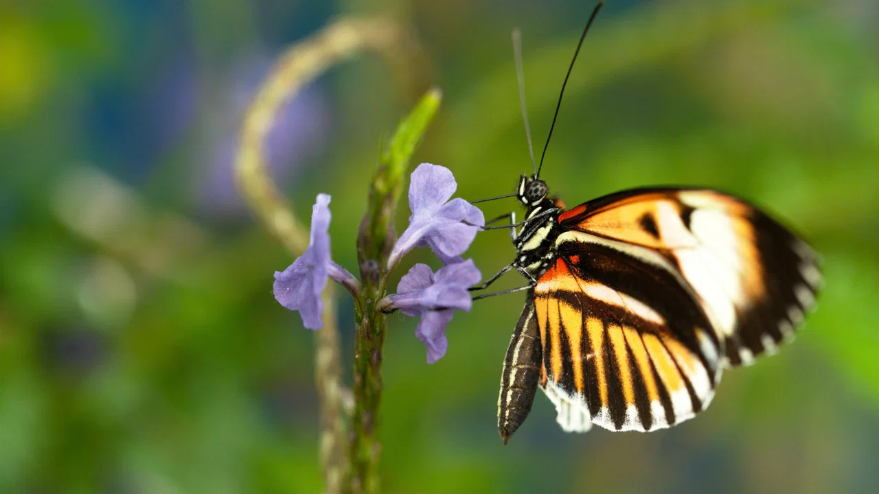 Sex, Lies and Butterflies - 剧照