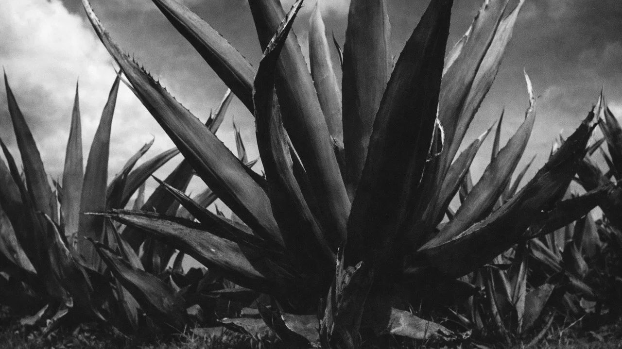 Magueyes - 剧照
