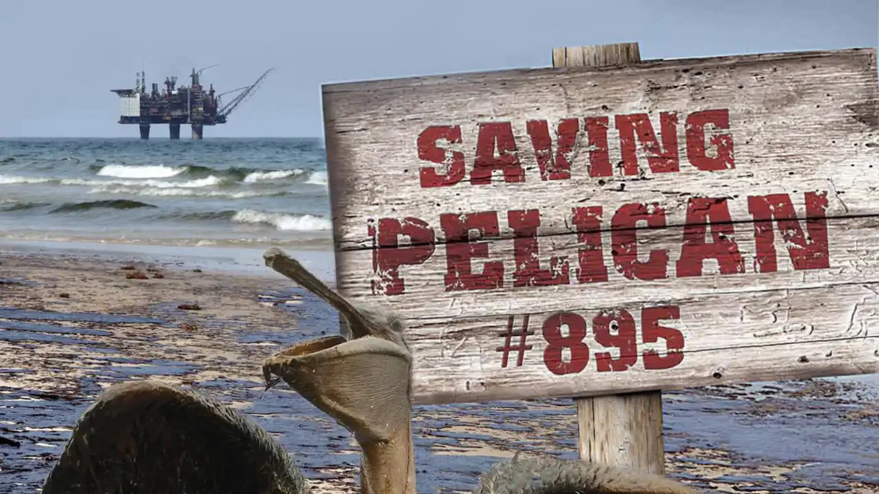 Saving Pelican 895 - 剧照