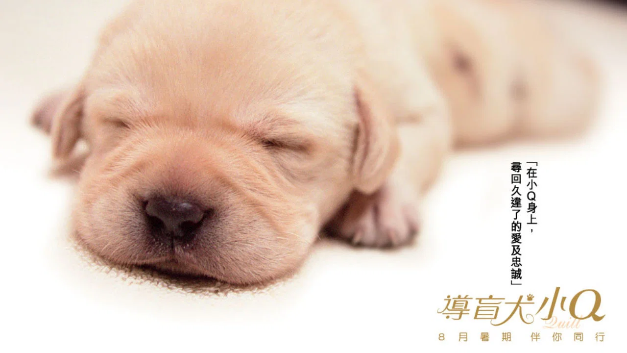 导盲犬小Q - 剧照