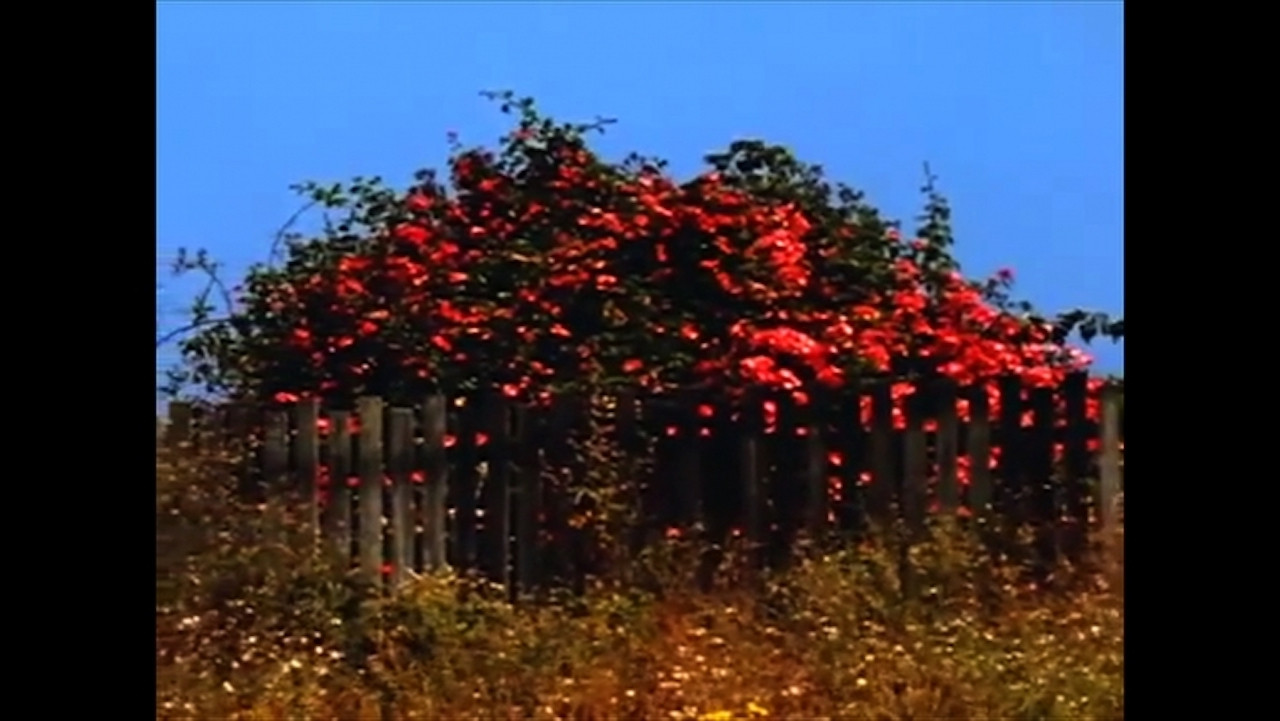 Sem T&Iacute;tulo #9: Nem Todas as Flores da Falta - 剧照