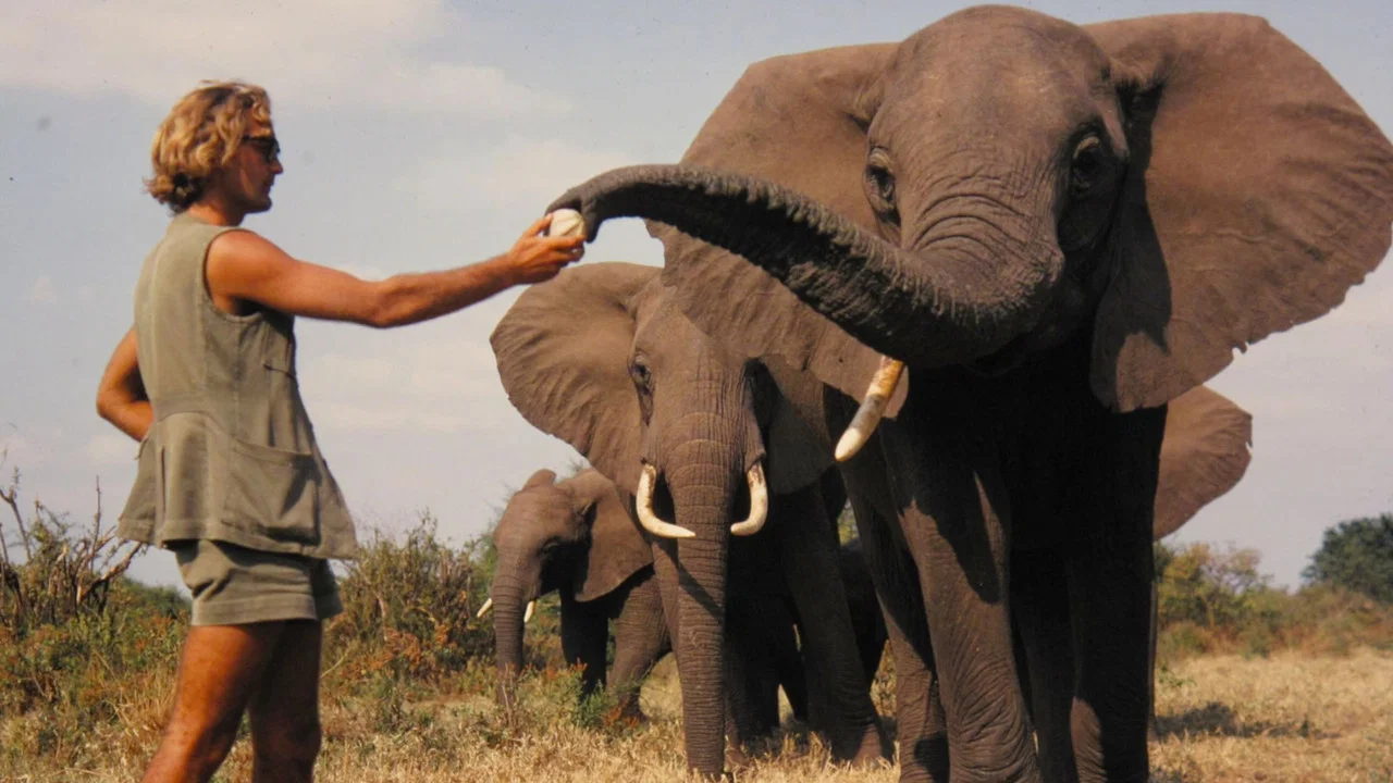 A Life Among Elephants - 剧照