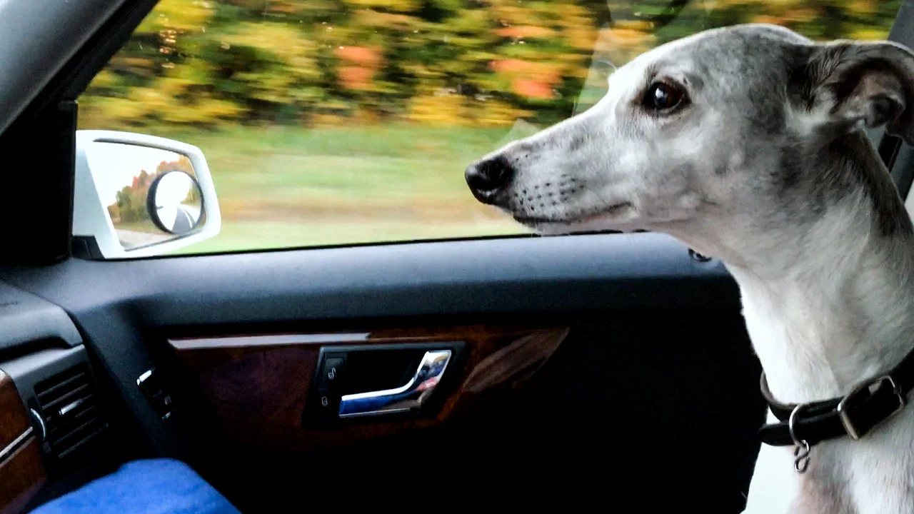 Abby&rsquo;s List: A Dogumentary - 剧照