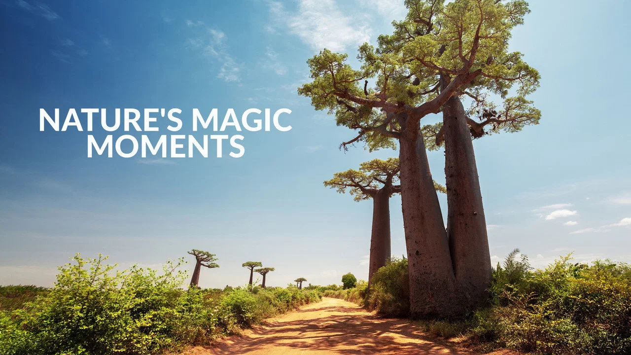 Nature's Magic Moments - 剧照