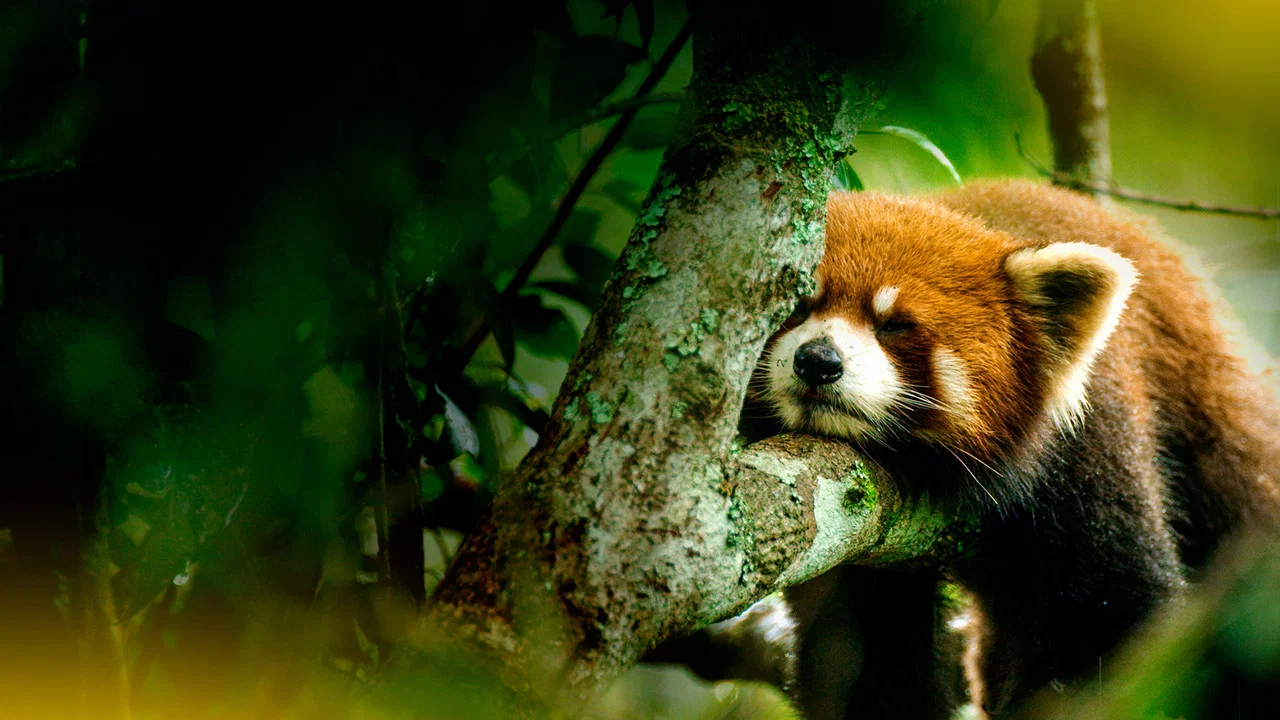 The Hidden Kingdoms of China - 剧照