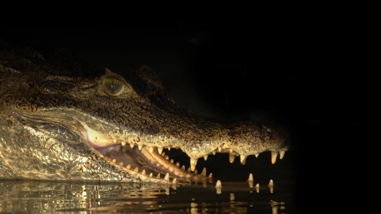Capturing the Killer Croc - 剧照