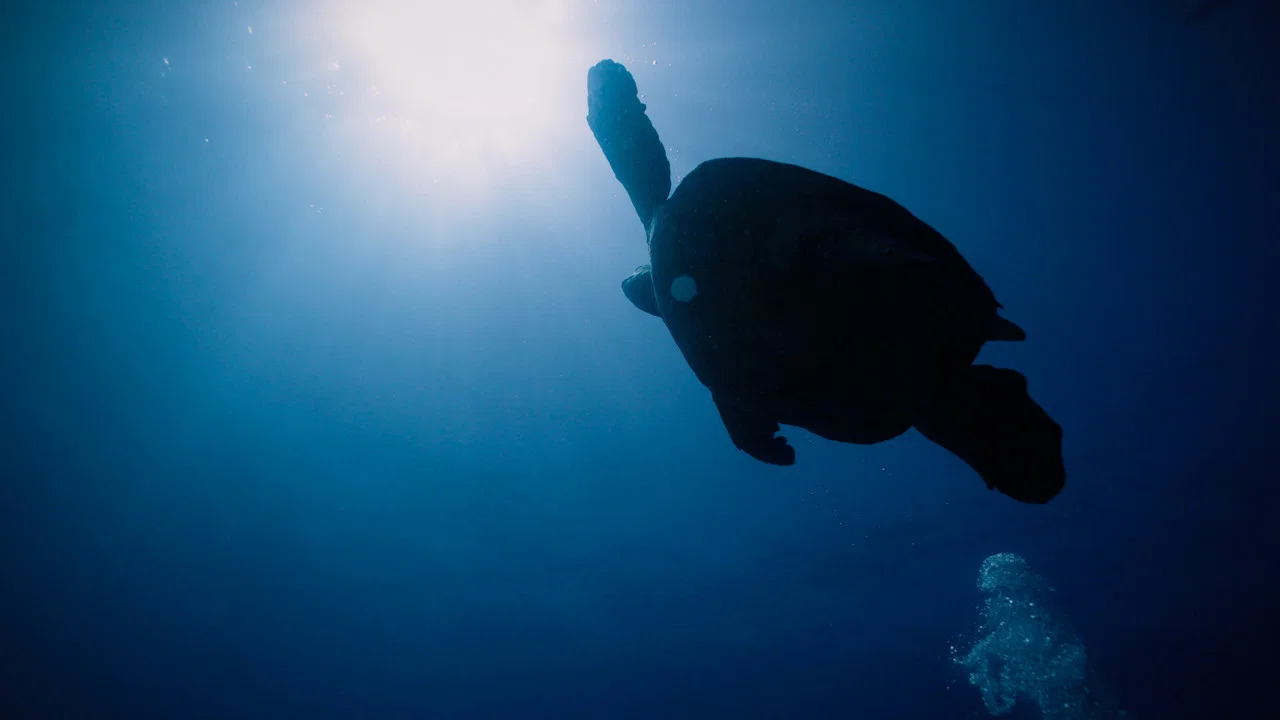 Return: Salvando a las Tortugas - 剧照