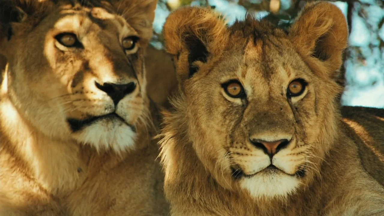 Lions Rule - 剧照