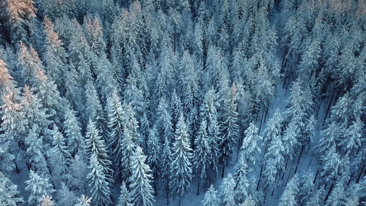 Wald:Sinfonie - 剧照