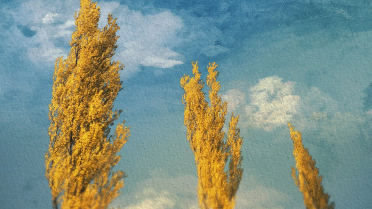 Poplars - 剧照