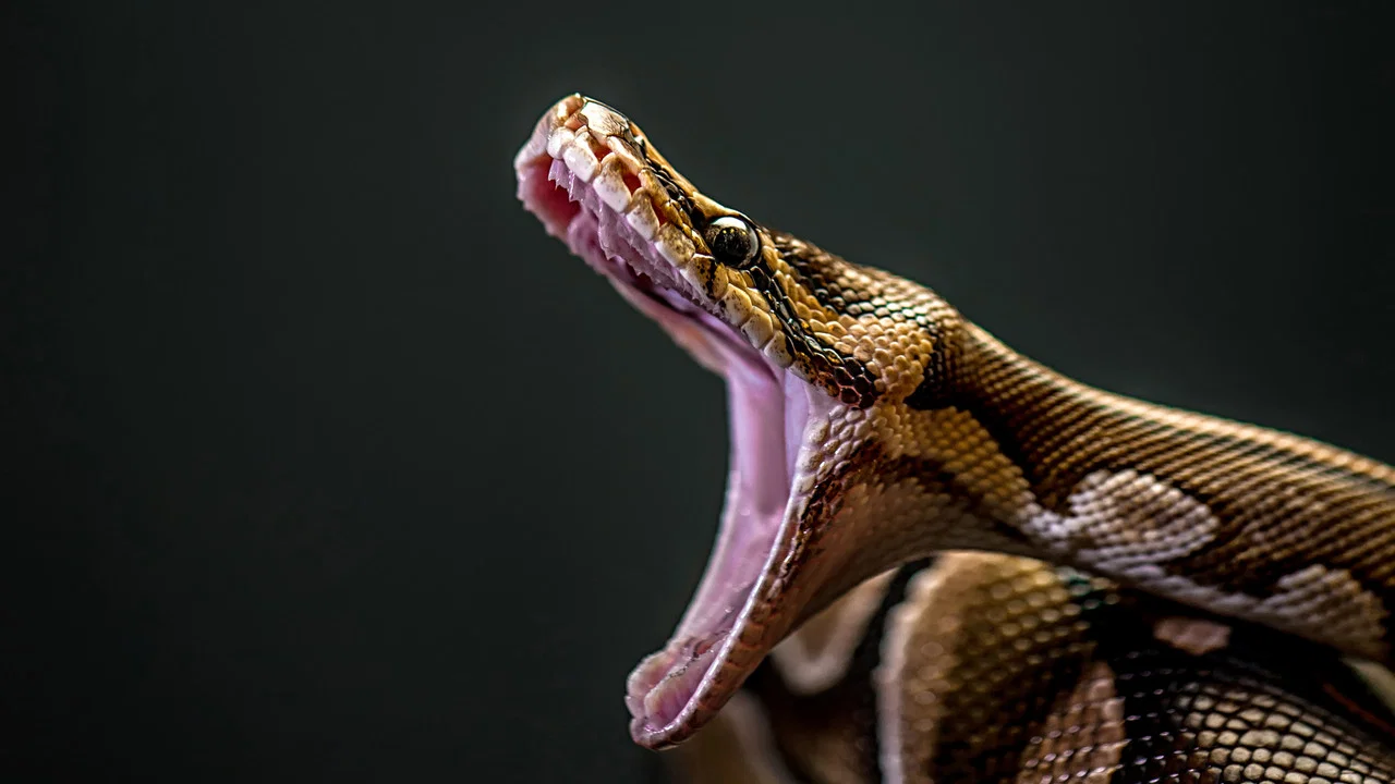 Man-Eating Super Snake - 剧照