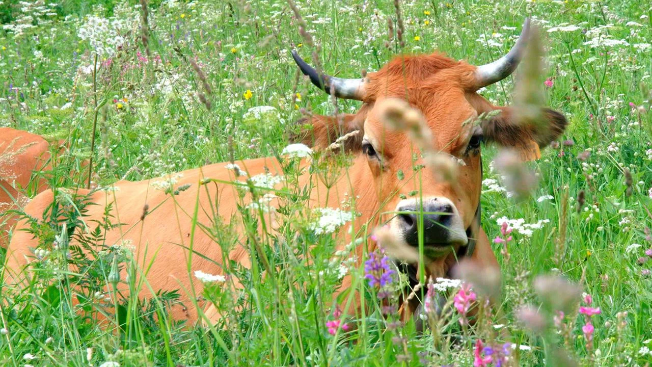 Au bonheur des vaches - 剧照
