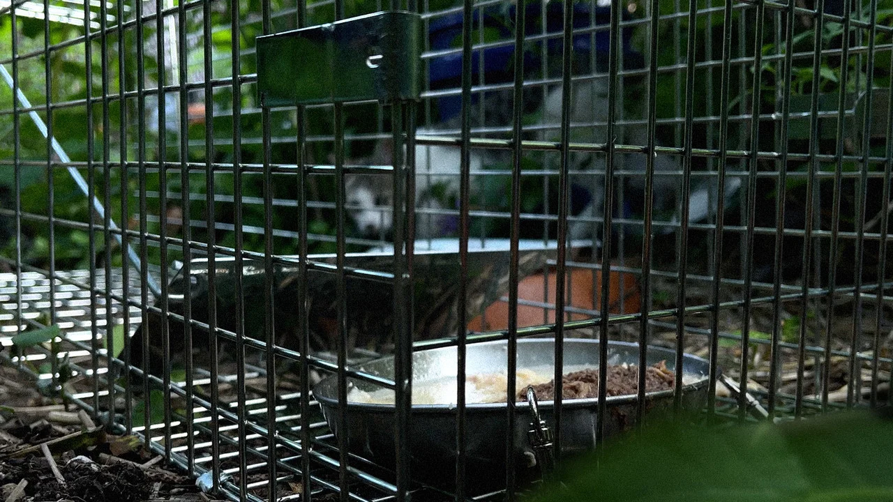 New York Cat Crisis - 剧照