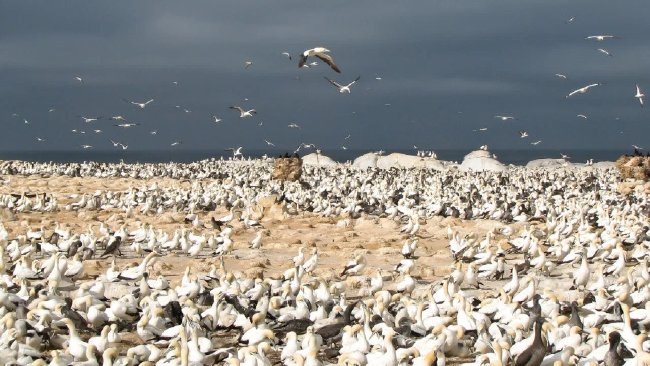 Gannets: The Wrong Side of the Run - 剧照