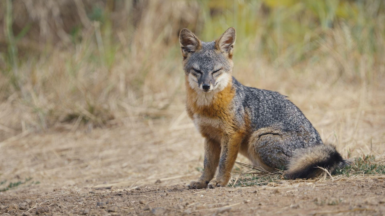 Le renard qui a sauv&eacute; son &icirc;le - 剧照