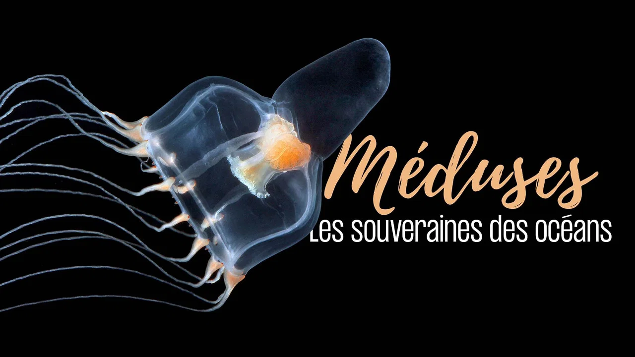 M&eacute;duses les souveraines des oc&eacute;ans - 剧照