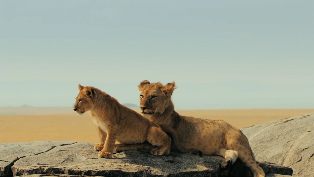 Lions Rule - 剧照