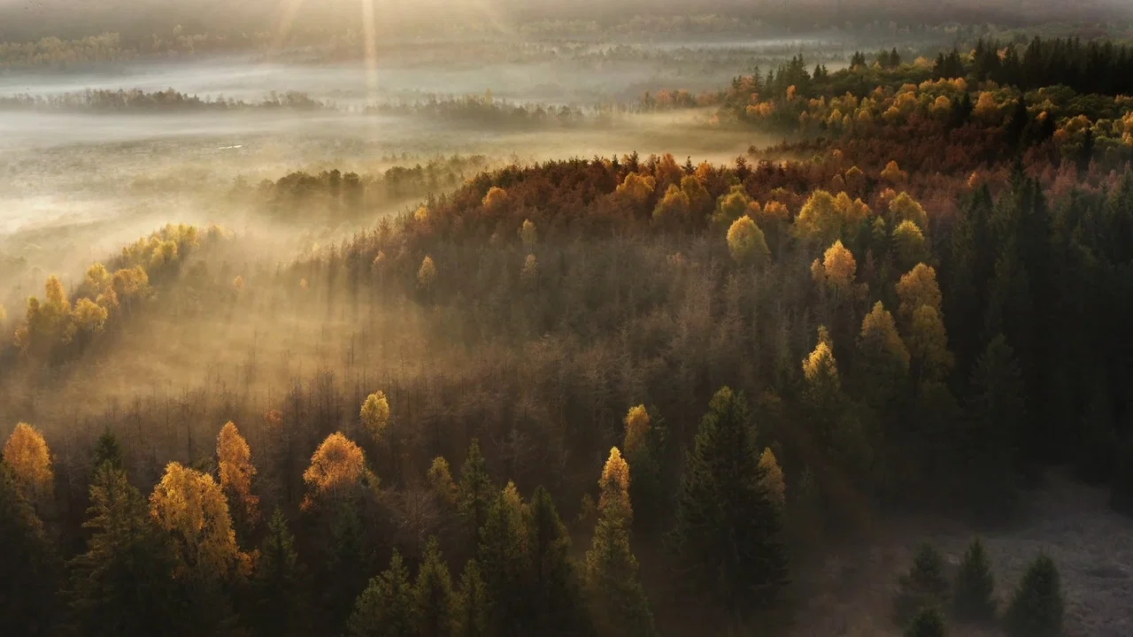 Rom&acirc;nia Sălbatică - 剧照