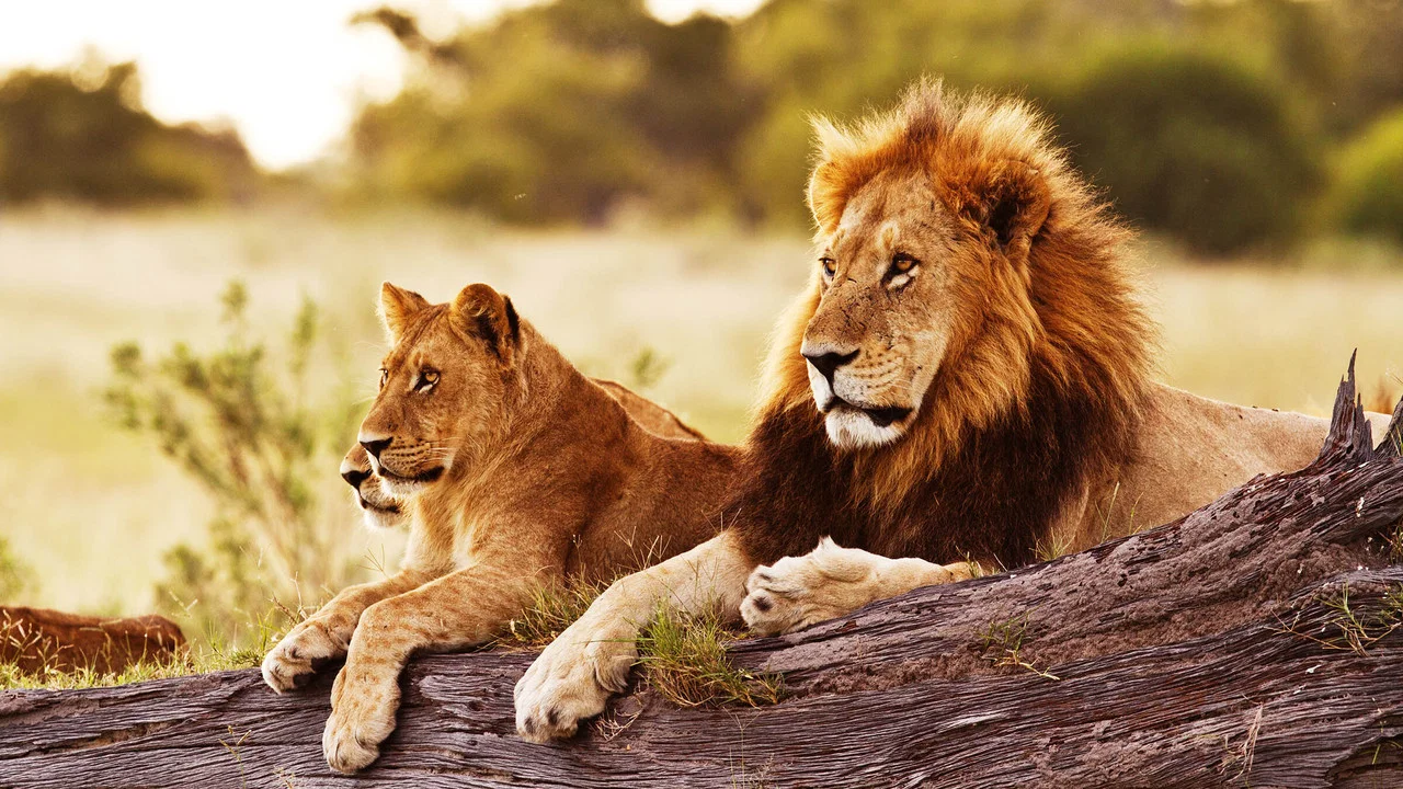 Wild Botswana - 剧照