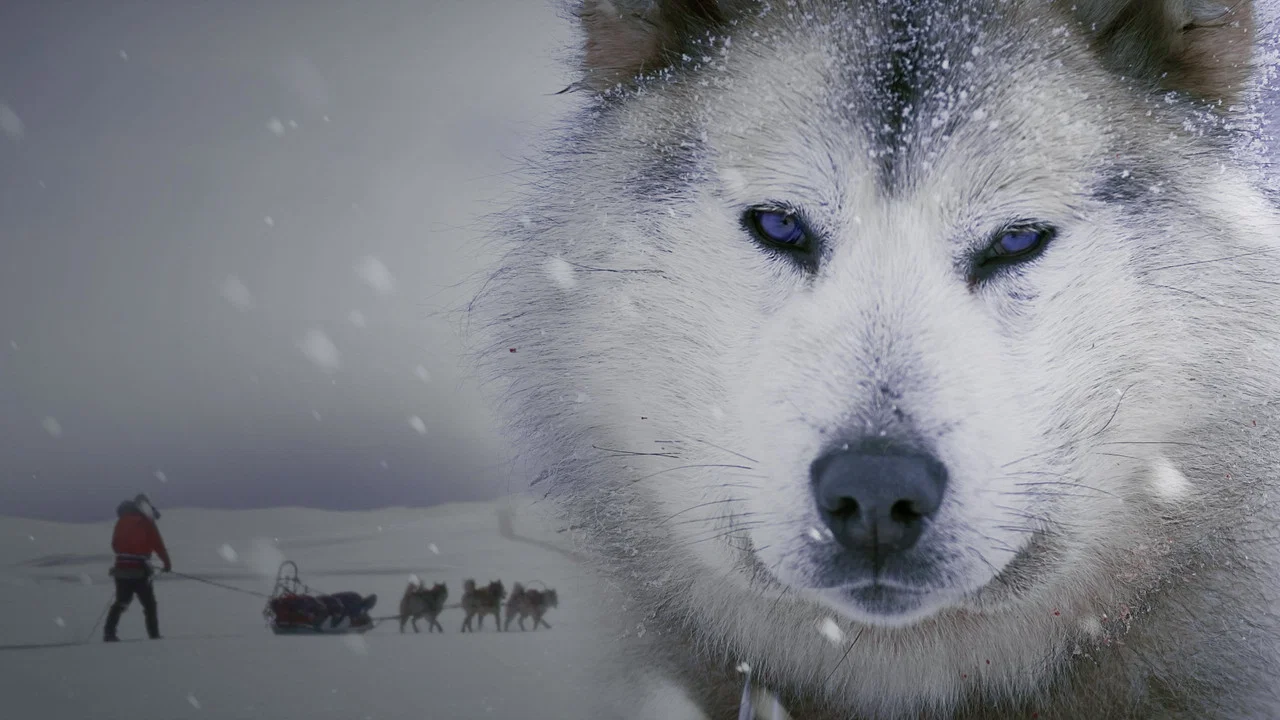 Ice Dogs: The Only Companions Worth Having - 剧照