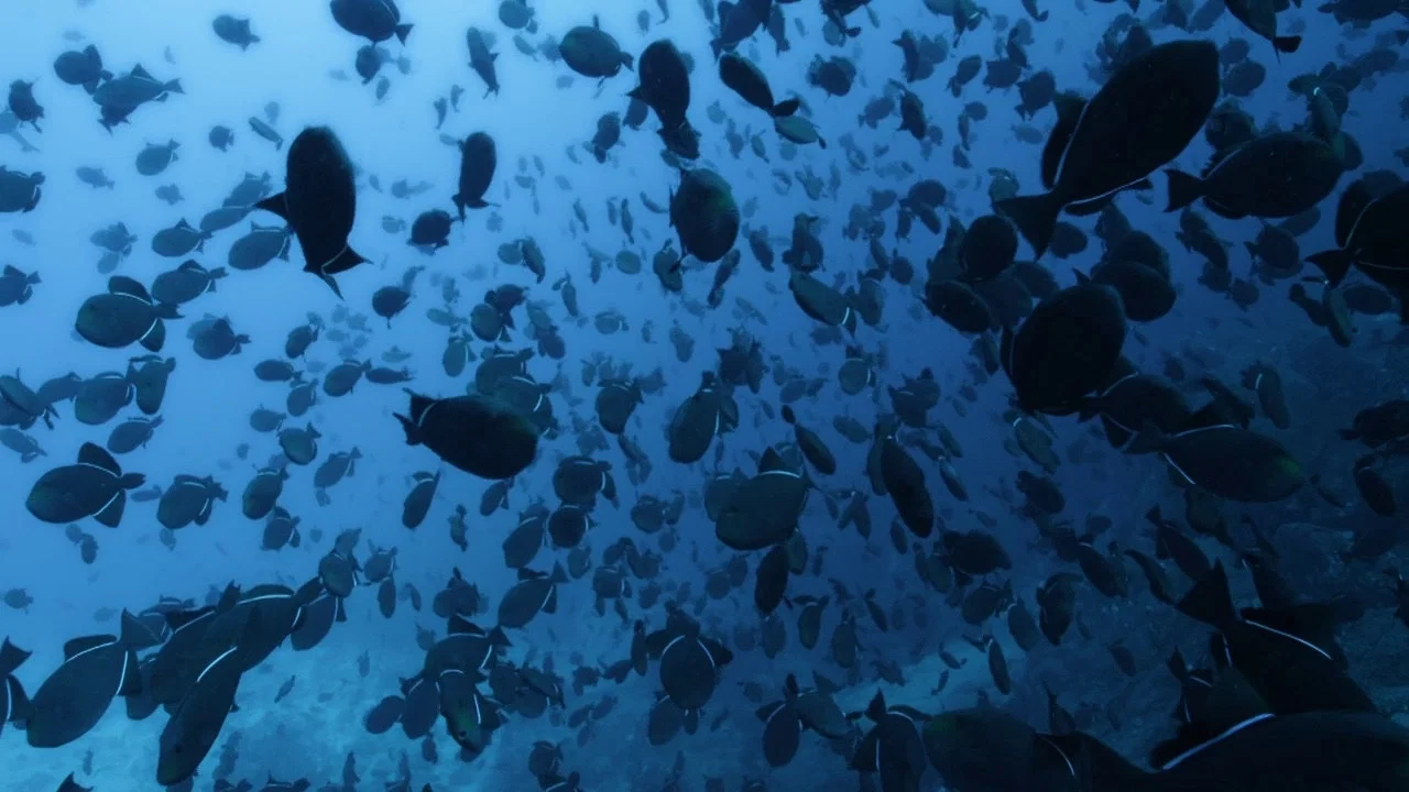 Atlantic: The Wildest Ocean on Earth - 剧照