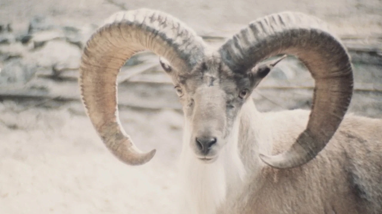 Paradies der Tiere - 剧照